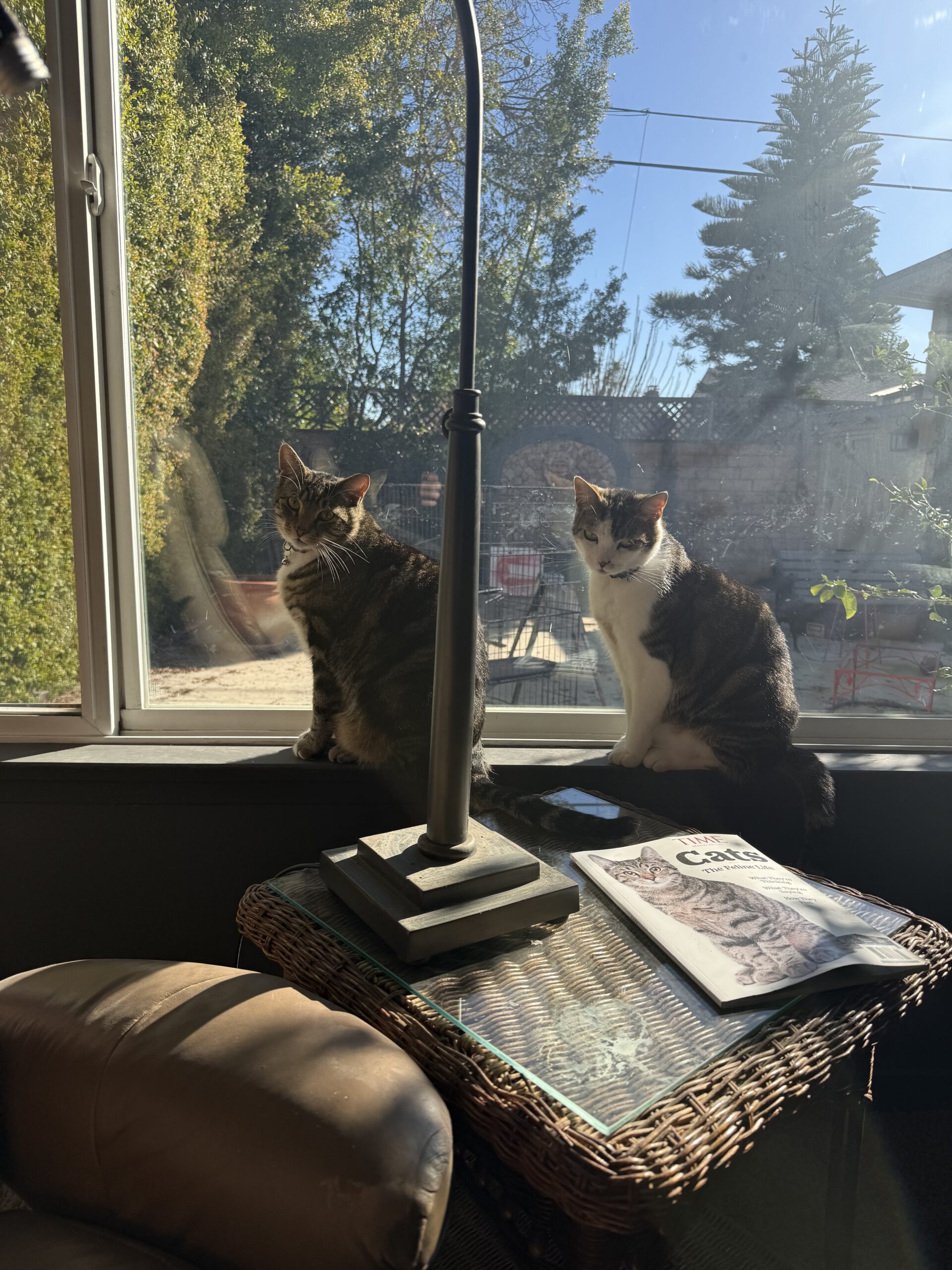 Two cats sitting on sunny windowsill. Two cats sitting on sunny windowsill.